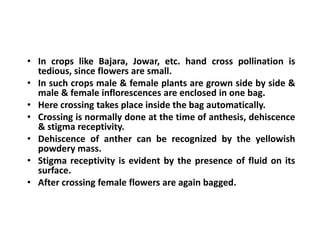 • In crops like Bajara, Jowar, etc. hand cross pollination is
tedious, since flowers are small.
• In such crops male & female plants are grown side by side &
male & female inflorescences are enclosed in one bag.
• Here crossing takes place inside the bag automatically.
• Crossing is normally done at the time of anthesis, dehiscence
& stigma receptivity.
• Dehiscence of anther can be recognized by the yellowish
powdery mass.
• Stigma receptivity is evident by the presence of fluid on its
surface.
• After crossing female flowers are again bagged.
• In crops like Bajara, Jowar, etc. hand cross pollination is
tedious, since flowers are small.
• In such crops male & female plants are grown side by side &
male & female inflorescences are enclosed in one bag.
• Here crossing takes place inside the bag automatically.
• Crossing is normally done at the time of anthesis, dehiscence
& stigma receptivity.
• Dehiscence of anther can be recognized by the yellowish
powdery mass.
• Stigma receptivity is evident by the presence of fluid on its
surface.
• After crossing female flowers are again bagged.
 