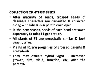 COLLECTION OF HYBRID SEEDS
• After maturity of seeds, crossed heads of
desirable characters are harvested & collected
along with labels in separate envelopes.
• In the next season, seeds of each head are sown
separately to raise F1 generation.
• All plants of F1 are genetically similar & look
exactly alike.
• Plants of F1 are progenies of crossed parents &
are hybrids.
• They may exhibit hybrid vigor – increased
growth, size, yield, function, etc. over the
parents.
COLLECTION OF HYBRID SEEDS
• After maturity of seeds, crossed heads of
desirable characters are harvested & collected
along with labels in separate envelopes.
• In the next season, seeds of each head are sown
separately to raise F1 generation.
• All plants of F1 are genetically similar & look
exactly alike.
• Plants of F1 are progenies of crossed parents &
are hybrids.
• They may exhibit hybrid vigor – increased
growth, size, yield, function, etc. over the
parents.
 