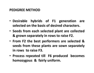 PEDIGREE METHOD
• Desirable hybrids of F1 generation are
selected on the basis of desired characters.
• Seeds from each selected plant are collected
& grown separately in rows to raise F2.
• From F2 the best performers are selected &
seeds from these plants are sown separately
in rows to raise F3.
• Process repeated till F6 produced becomes
homozygous & fairly uniform.
PEDIGREE METHOD
• Desirable hybrids of F1 generation are
selected on the basis of desired characters.
• Seeds from each selected plant are collected
& grown separately in rows to raise F2.
• From F2 the best performers are selected &
seeds from these plants are sown separately
in rows to raise F3.
• Process repeated till F6 produced becomes
homozygous & fairly uniform.
 