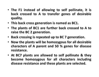 • The F1 instead of allowing to self pollinate, it is
back crossed to A to transfer genes of desirable
quality.
• This back cross generation is named as BC1.
• The plants of BC1 are further back crossed to A to
raise the BC 2 generation.
• Back crossing is repeated up to BC 7 generation.
• Now the plants will be homozygous for all desirable
characters of A parent and 50 % genes for disease
resistance.
• At BC7 plants are allowed to self pollinate & they
become homozygous for all characters including
disease resistance and these plants are selected.
• The F1 instead of allowing to self pollinate, it is
back crossed to A to transfer genes of desirable
quality.
• This back cross generation is named as BC1.
• The plants of BC1 are further back crossed to A to
raise the BC 2 generation.
• Back crossing is repeated up to BC 7 generation.
• Now the plants will be homozygous for all desirable
characters of A parent and 50 % genes for disease
resistance.
• At BC7 plants are allowed to self pollinate & they
become homozygous for all characters including
disease resistance and these plants are selected.
 