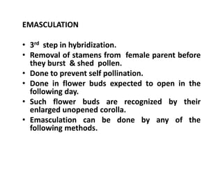 EMASCULATION
• 3rd step in hybridization.
• Removal of stamens from female parent before
they burst & shed pollen.
• Done to prevent self pollination.
• Done in flower buds expected to open in the
following day.
• Such flower buds are recognized by their
enlarged unopened corolla.
• Emasculation can be done by any of the
following methods.
EMASCULATION
• 3rd step in hybridization.
• Removal of stamens from female parent before
they burst & shed pollen.
• Done to prevent self pollination.
• Done in flower buds expected to open in the
following day.
• Such flower buds are recognized by their
enlarged unopened corolla.
• Emasculation can be done by any of the
following methods.
 