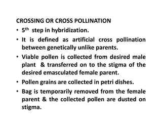 CROSSING OR CROSS POLLINATION
• 5th step in hybridization.
• It is defined as artificial cross pollination
between genetically unlike parents.
• Viable pollen is collected from desired male
plant & transferred on to the stigma of the
desired emasculated female parent.
• Pollen grains are collected in petri dishes.
• Bag is temporarily removed from the female
parent & the collected pollen are dusted on
stigma.
CROSSING OR CROSS POLLINATION
• 5th step in hybridization.
• It is defined as artificial cross pollination
between genetically unlike parents.
• Viable pollen is collected from desired male
plant & transferred on to the stigma of the
desired emasculated female parent.
• Pollen grains are collected in petri dishes.
• Bag is temporarily removed from the female
parent & the collected pollen are dusted on
stigma.
 