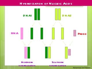 Hybridization of nucliec acid