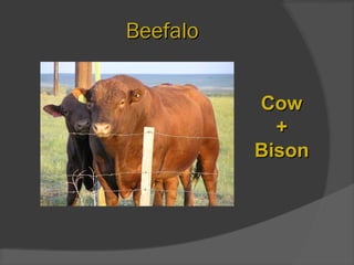 BeefaloBeefalo
CowCow
++
BisonBison
 