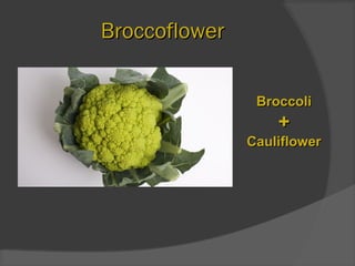 BroccoflowerBroccoflower
BroccoliBroccoli
++
CauliflowerCauliflower
 