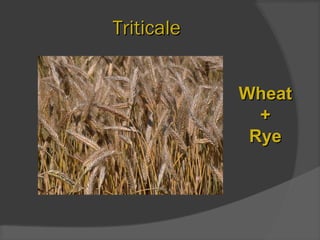 TriticaleTriticale
WheatWheat
++
RyeRye
 