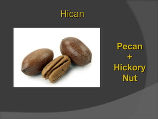 HicanHican
PecanPecan
++
HickoryHickory
NutNut
 