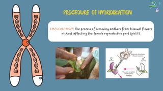 EMASCULATION: The process of removing anthers from bisexual flowers
without affecting the female reproductive part (pistil).
PROCEDURE OF HYBRIDIZATION
 