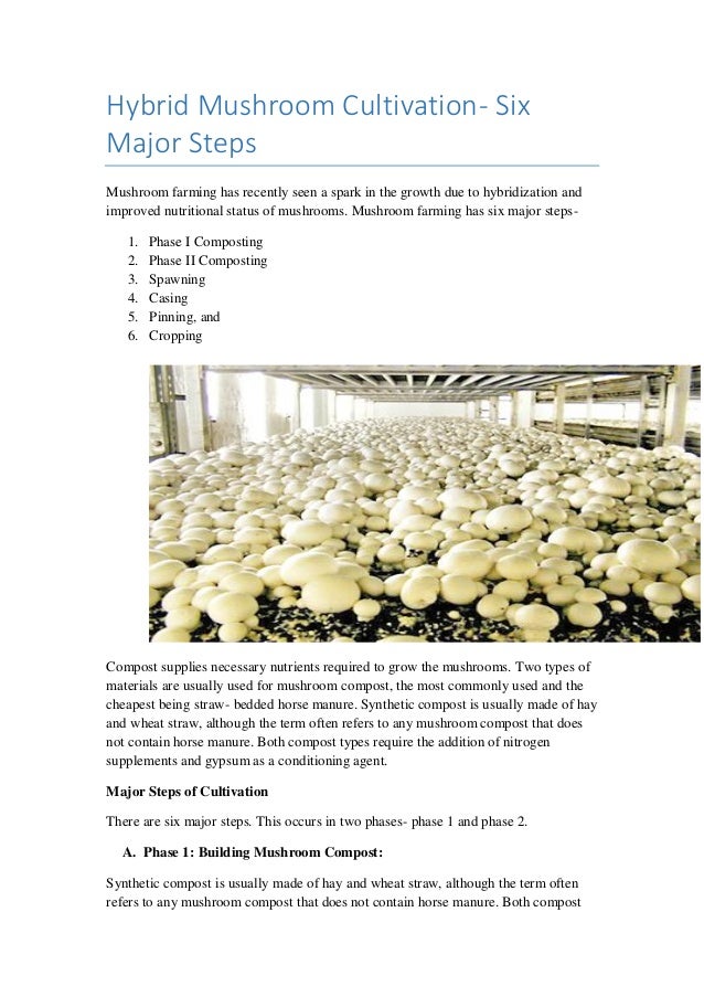 Hybrid Mushroom Cultivation Six Major Steps