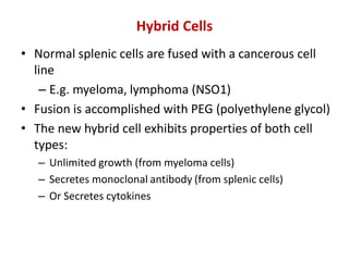 • Normal splenic cells are fused with a cancerous cell
line
– E.g. myeloma, lymphoma (NSO1)
• Fusion is accomplished with PEG (polyethylene glycol)
• The new hybrid cell exhibits properties of both cell
types:
– Unlimited growth (from myeloma cells)
– Secretes monoclonal antibody (from splenic cells)
– Or Secretes cytokines
Hybrid Cells
 