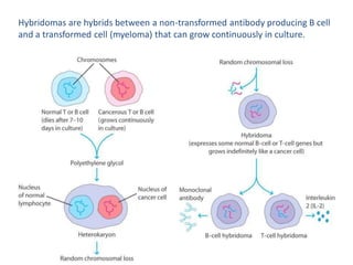 Hybridomas are hybrids between a non-transformed antibody producing B cell
and a transformed cell (myeloma) that can grow continuously in culture.
 