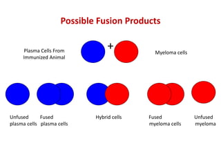 Possible Fusion Products
+
Plasma Cells From
Immunized Animal
Myeloma cells
Unfused Fused Hybrid cells Fused Unfused
plasma cells plasma cells myeloma cells myeloma
 