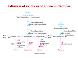 Pathways of synthesis of Purine nucleotides
 