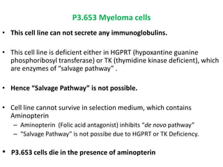 P3.653 Myeloma cells
• This cell line can not secrete any immunoglobulins.
• This cell line is deficient either in HGPRT (hypoxantine guanine
phosphoribosyl transferase) or TK (thymidine kinase deficient), which
are enzymes of “salvage pathway” .
• Hence “Salvage Pathway” is not possible.
• Cell line cannot survive in selection medium, which contains
Aminopterin
– Aminopterin (Folic acid antagonist) inhibits “de novo pathway”
– “Salvage Pathway” is not possibe due to HGPRT or TK Deficiency.
• P3.653 cells die in the presence of aminopterin
 