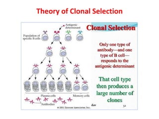 Theory of Clonal Selection
 
