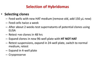 Selection of Hybridomas
• Selecting clones
– Feed wells with new HAT medium (remove old, add 150 L new)
– Feed cells twice a week
– After about 2 weeks test supernatants of potential clones using
ELISA
– Retest +ve clones in 48 hrs
– Expand clones in new 96-well plate with HT NOT HAT
– Retest suspensions, expand in 24-well plate, switch to normal
medium, retest
– Expand in 4-well plate
– Cryopreserve
 