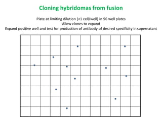Cloning hybridomas from fusion
Plate at limiting dilution (<1 cell/well) in 96 well plates
Allow clones to expand
Expand positive well and test for production of antibody of desired specificity in supernatant
 