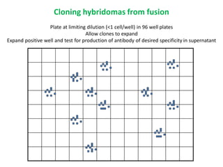 Cloning hybridomas from fusion
Plate at limiting dilution (<1 cell/well) in 96 well plates
Allow clones to expand
Expand positive well and test for production of antibody of desired specificity in supernatant
 