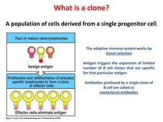 What is a clone?
The adaptive immune system works by
clonal selection
Antigen triggers the expansion of limited
number of B cell clones that are specific
for that particular antigen
Antibodies produced by a single clone of
B cell are called as
monoclonal antibodies
A population of cells derived from a single progenitor cell.
 