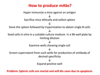 How to produce mAbs?
Hyper immunize a mice against an antigen
↓
Sacrifice mice ethically and collect spleen
↓
Sieve the spleen followed by trypsinization to obtain single B-cells
↓
Seed cells in vitro in a suitable culture medium in a 96-well plate by
limiting dilution
↓
Examine wells showing single cell
↓
Screen supernatant from such wells for production of antibody of
desired specificity
↓
Expand positive well
Problem: Splenic cells are mortal and will die soon due to apoptosis
 