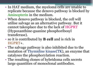 • In HAT medium, the myeloma cells are unable to
replicate because the denovo pathway is blocked by
Aminopterin in the medium.
• When denovo pathway is blocked, the cell will
utilise salvage as an alternative pathway. But it
cannot takesplace due to the lack of HGPRT
(Hypoxanthine-guanine phosphoribosyl
transferase).
• so it is contributed by B cell and is rich in
HGPRT+.
• The salvage pathway is also inhibited due to the
mutation of Thymidine kinase(TK), an enzyme that
catalyses the phosphorylation reaction.
• The resulting clones of hybridoma cells secrets
large quantities of monoclonal antibodies.
 