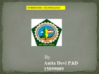 HYBRIDOMA TECHNOLOGY
By
Anita Devi P.hD
15099009
 
