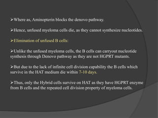 Where as, Aminopterin blocks the denovo pathway.
Hence, unfused myeloma cells die, as they cannot synthesize nucleotides.
Elimination of unfused B cells:
Unlike the unfused myeloma cells, the B cells can carryout nucleotide
synthesis through Denovo pathway as they are not HGPRT mutants.
But due to the lack of infinite cell division capability the B cells which
survive in the HAT medium die within 7-10 days.
Thus, only the Hybrid cells survive on HAT as they have HGPRT enzyme
from B cells and the repeated cell division property of myeloma cells.
 