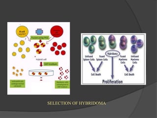 SELECTION OF HYBRIDOMA
 