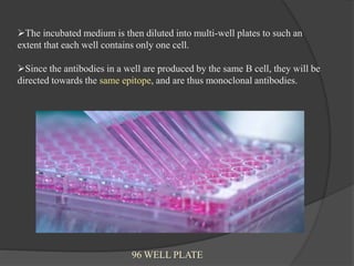 The incubated medium is then diluted into multi-well plates to such an
extent that each well contains only one cell.
Since the antibodies in a well are produced by the same B cell, they will be
directed towards the same epitope, and are thus monoclonal antibodies.
96 WELL PLATE
 
