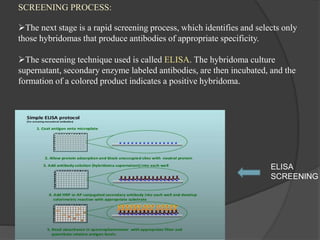 SCREENING PROCESS:
The next stage is a rapid screening process, which identifies and selects only
those hybridomas that produce antibodies of appropriate specificity.
The screening technique used is called ELISA. The hybridoma culture
supernatant, secondary enzyme labeled antibodies, are then incubated, and the
formation of a colored product indicates a positive hybridoma.
ELISA
SCREENING
 