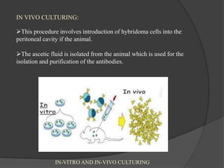 IN VIVO CULTURING:
This procedure involves introduction of hybridoma cells into the
peritoneal cavity if the animal.
The ascetic fluid is isolated from the animal which is used for the
isolation and purification of the antibodies.
IN-VITRO AND IN-VIVO CULTURING
 