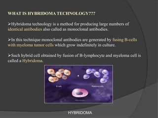 WHAT IS HYBRIDOMA TECHNOLOGY???
Hybridoma technology is a method for producing large numbers of
identical antibodies also called as monoclonal antibodies.
In this technique monoclonal antibodies are generated by fusing B-cells
with myeloma tumor cells which grow indefinitely in culture.
Such hybrid cell obtained by fusion of B-lymphocyte and myeloma cell is
called a Hybridoma.
HYBRIDOMA
 