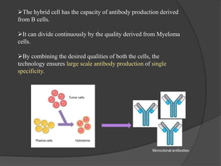 The hybrid cell has the capacity of antibody production derived
from B cells.
It can divide continuously by the quality derived from Myeloma
cells.
By combining the desired qualities of both the cells, the
technology ensures large scale antibody production of single
specificity.
Monoclonal antibodies
 