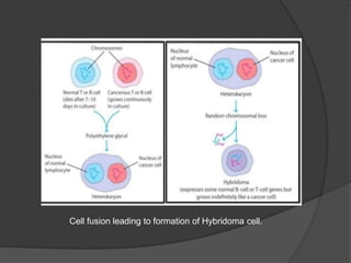Cell fusion leading to formation of Hybridoma cell.
 
