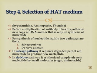 
Step 4. Selection of HAT medium
10
 (hypoxanthine, Aminopterin, Thymine)
 Before multiplication of antibody it has to synthesise
new copy of DNA and for that is require synthesis of
nucleotide.
 For synthesis of nucleotide mainly two pathways are
there:
1. Salvage pathway
2. De-Novo pathway
 In salvage pathway it requires degraded part of old
nucleotide to produce new nucleotide.
 In de-Novo pathway it synthesized completely new
nucleotide by small molecules (sugar, amino acids)
 