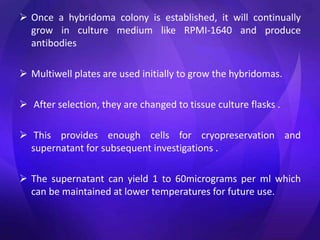  Once a hybridoma colony is established, it will continually
grow in culture medium like RPMI-1640 and produce
antibodies
 Multiwell plates are used initially to grow the hybridomas.
 After selection, they are changed to tissue culture flasks .
 This provides enough cells for cryopreservation and
supernatant for subsequent investigations .
 The supernatant can yield 1 to 60micrograms per ml which
can be maintained at lower temperatures for future use.
 