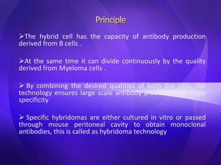 The hybrid cell has the capacity of antibody production
derived from B cells .
At the same time it can divide continuously by the quality
derived from Myeloma cells .
 By combining the desired qualities of both the cells, the
technology ensures large scale antibody production of single
specificity
 Specific hybridomas are either cultured in vitro or passed
through mouse peritoneal cavity to obtain monoclonal
antibodies, this is called as hybridoma technology
 