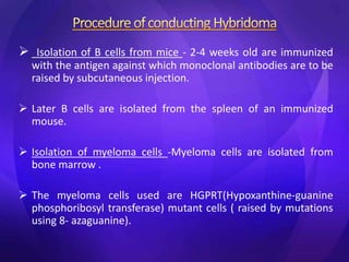  Isolation of B cells from mice - 2-4 weeks old are immunized
with the antigen against which monoclonal antibodies are to be
raised by subcutaneous injection.
 Later B cells are isolated from the spleen of an immunized
mouse.
 Isolation of myeloma cells -Myeloma cells are isolated from
bone marrow .
 The myeloma cells used are HGPRT(Hypoxanthine-guanine
phosphoribosyl transferase) mutant cells ( raised by mutations
using 8- azaguanine).
 