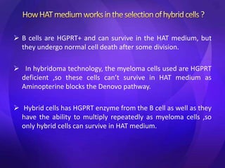 B cells are HGPRT+ and can survive in the HAT medium, but
they undergo normal cell death after some division.
 In hybridoma technology, the myeloma cells used are HGPRT
deficient ,so these cells can’t survive in HAT medium as
Aminopterine blocks the Denovo pathway.
 Hybrid cells has HGPRT enzyme from the B cell as well as they
have the ability to multiply repeatedly as myeloma cells ,so
only hybrid cells can survive in HAT medium.
 
