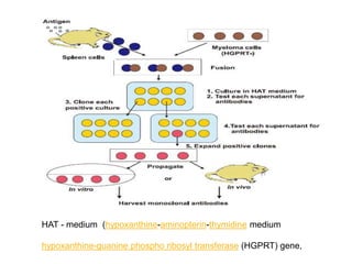 HAT - medium (hypoxanthine-aminopterin-thymidine medium
hypoxanthine-guanine phospho ribosyl transferase (HGPRT) gene,
 