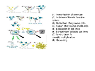 (1) Immunization of a mouse
(2) Isolation of B cells from the
spleen
(3) Cultivation of myeloma cells
(4) Fusion of myeloma and B cells
(5) Separation of cell lines
(6) Screening of suitable cell lines
(7) in vitro (a) or in
vivo (b) multiplication
(8) Harvesting
 