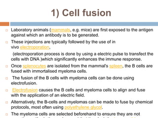 1) Cell fusion
 Laboratory animals (mammals, e.g. mice) are first exposed to the antigen
against which an antibody is to be generated.
 These injections are typically followed by the use of in
vivo electroporation,
(electroporation process is done by using a electric pulse to transfect the
cells with DNA )which significantly enhances the immune response.
 Once splenocytes are isolated from the mammal's spleen, the B cells are
fused with immortalised myeloma cells.
 The fusion of the B cells with myeloma cells can be done using
electrofusion.
 Electrofusion causes the B cells and myeloma cells to align and fuse
with the application of an electric field.
 Alternatively, the B-cells and myelomas can be made to fuse by chemical
protocols, most often using polyethylene glycol.
 The myeloma cells are selected beforehand to ensure they are not
 