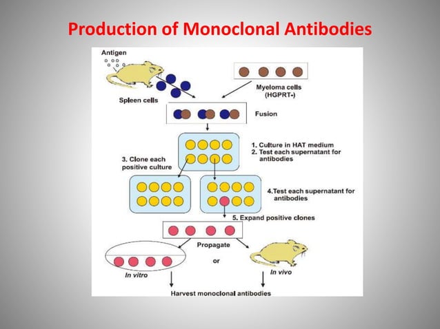 Production of Monoclonal Antibodies by Hybridoma Technology.pptx