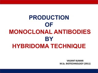 PRODUCTION
OF
MONOCLONAL ANTIBODIES
BY
HYBRIDOMA TECHNIQUE
VASANT KUMAR
M.Sc. BIOTECHNOLOGY (3911)
 