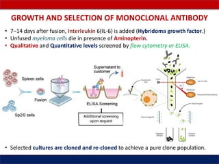 Hybridoma technology monoclonal antibodies | PPTX