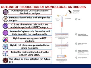 Hybridoma technology monoclonal antibodies | PPTX