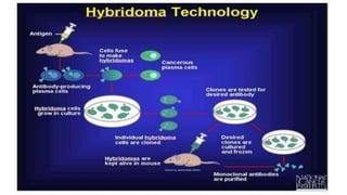 Hybridoma technology and production of monoclonal antibody | PPTX
