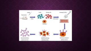 Hybridoma technology for production of monoclonal antibodies.pdf