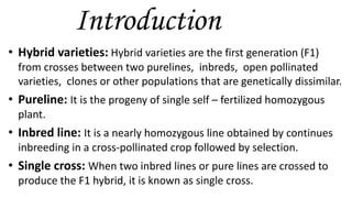 Pure Line Vs Inbred Line Hybrid production | PPTX