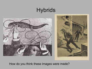 Hybrids
How do you think these images were made?
 